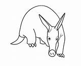 Aardvark Coloring Page  Free Printable Coloring Pages For Kids sketch template