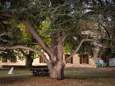 Le cèdre bleu du centre hospitalier — Concours de L’Arbre de l’Année