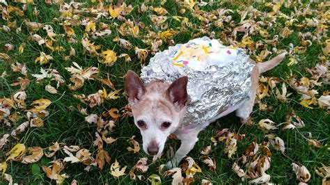 Are Baked Potatoes Good For Dogs