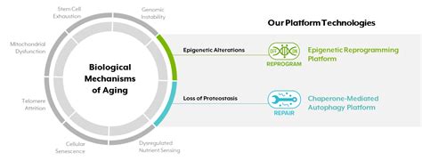 Targeting the Biology of Aging – Life Biosciences, Inc.