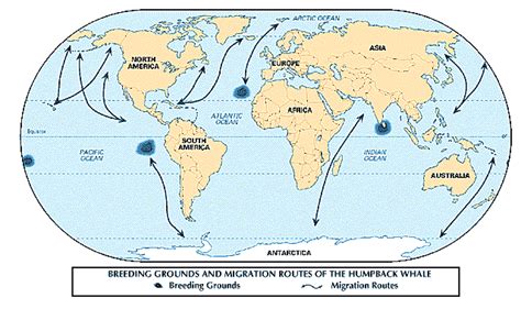 Humpback whale | Size, Song, Habitat, Migration, & Facts | Britannica