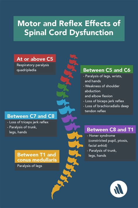 Spinal cord disorders and injuries cause various patterns of deficits ...