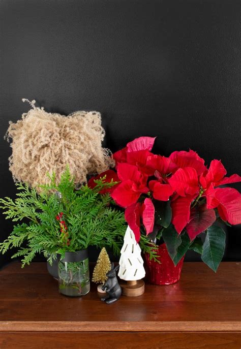 My poinsettia care guide & tips for keeping your plants healthy