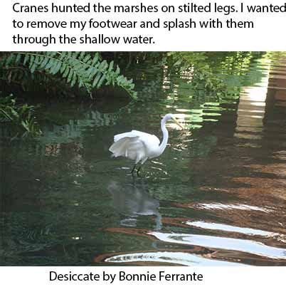 Desiccate by Bonnie Ferrante | Bonnie, Crane, Hunt