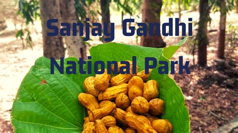 A Visit to Sanjay Gandhi National Park | SweetAnnu