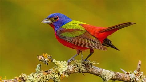 Painted Bunting Bird Images : Painted Bunting Bird Birds Texas Male ...