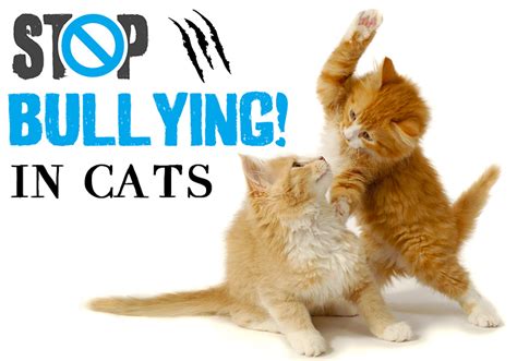 Bullying In Cats - Resolving The Social Conflict Amongst Felines