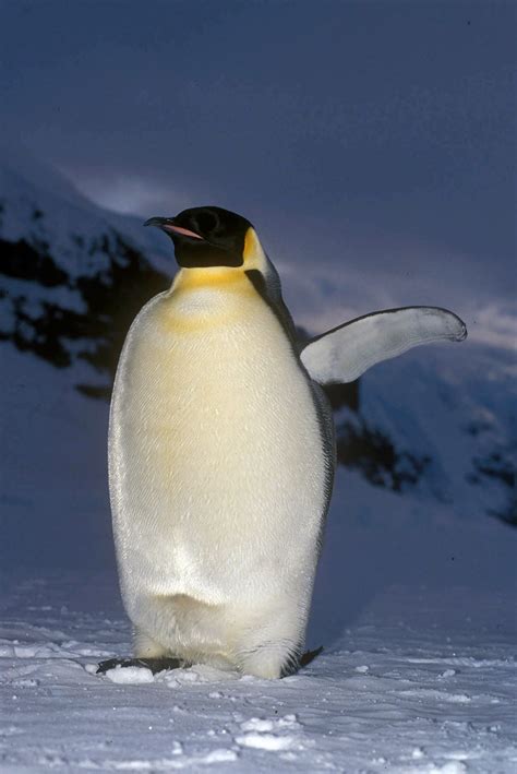 Emperor Penguins: Good Dads, but Less Dedicated Than You May Have Thought - The New York Times