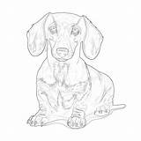 Coloring Pages Dachshund  Mimi Panda sketch template