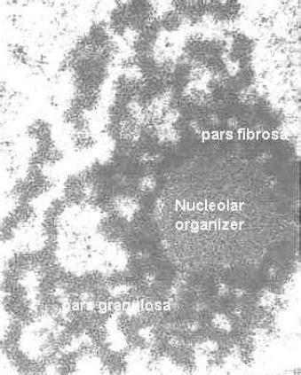 ICBB: Nucleus (4) - Nucleolus Diagram | Quizlet