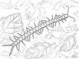 Centipede Coloring Pages  Kidsuki sketch template
