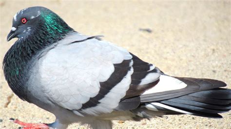 Male Pigeon Courtship Dance with Chest Pumped Out - YouTube