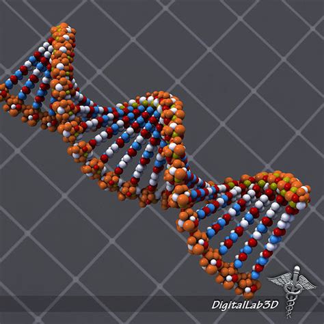 DNA structure 3D Model MAX OBJ 3DS FBX C4D LWO LW LWS | CGTrader.com