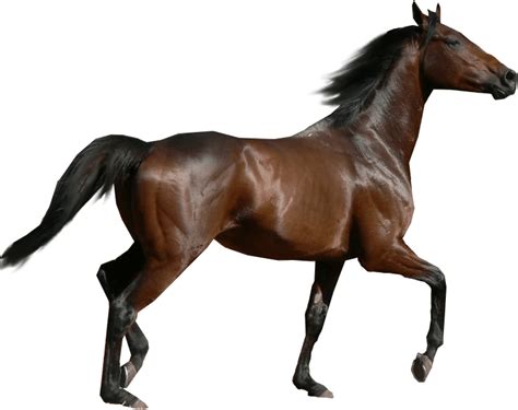 Horse Sideview transparent PNG - StickPNG