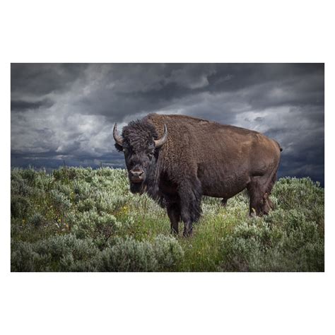 ArtZipper! Photographs, American Buffalo or Bison in Yellowstone by ...