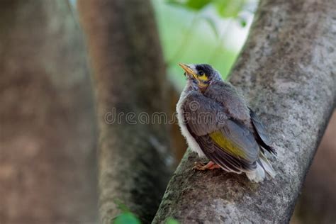 Baby Noisy Miner Bird stock image. Image of bird, white - 28025995