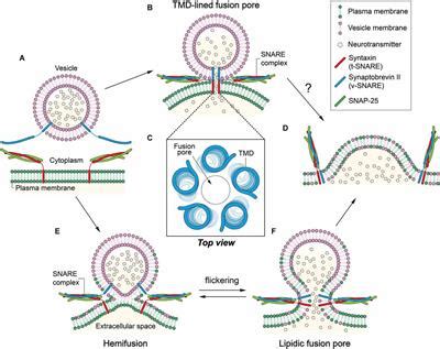 Frontiers | Hemifusion in Synaptic Vesicle Cycle