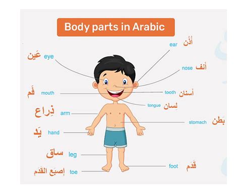 An Image Of The Human Body And Its Parts In English Arabic And Arabic ...