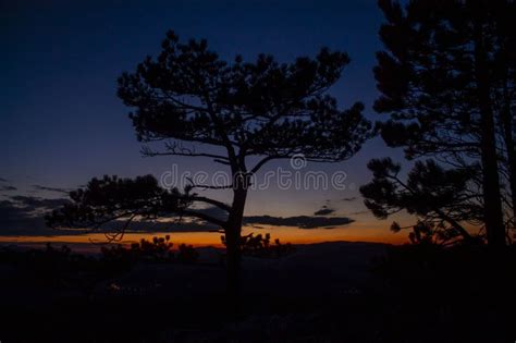 Tree Silhouette at Sunset Light Stock Image - Image of california ...