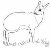 Springbok Coloring Pages Printable For Free Download sketch template