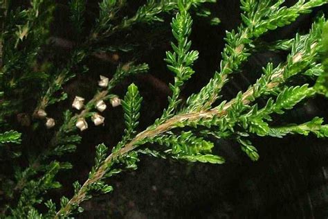 Calluna vulgaris