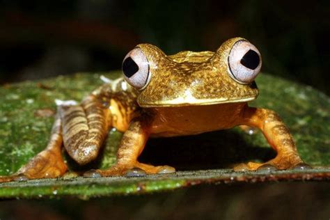 Biodiversity Abounds: Stunning Photos of the Amazon