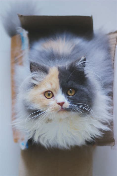 Cat Sitting Inside Cardboard Box · Free Stock Photo