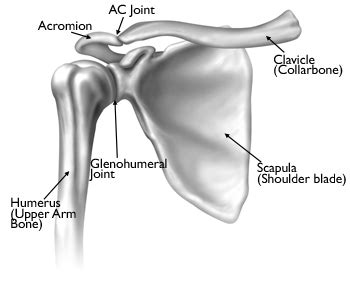 Basic Anatomy of the Shoulder — ACRO Physical Therapy & Fitness