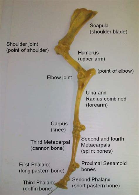 Horse Leg Bones Diagram : Pin em Life is to Dream / The following 50 ...