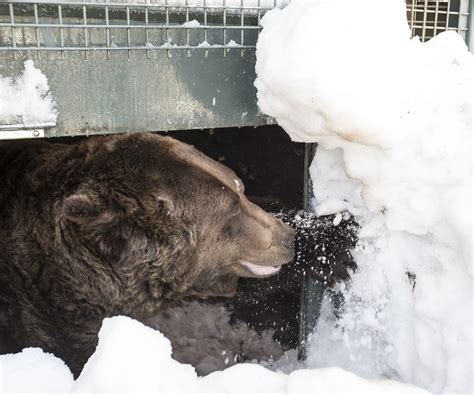 16 cute photos of Grouse Mountain's grizzly bears awakening from ...