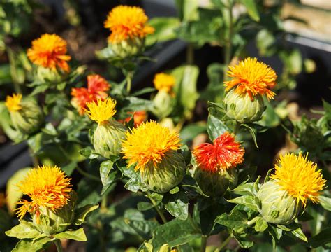 STUNNING SAFFLOWER - Dyeing Crafts