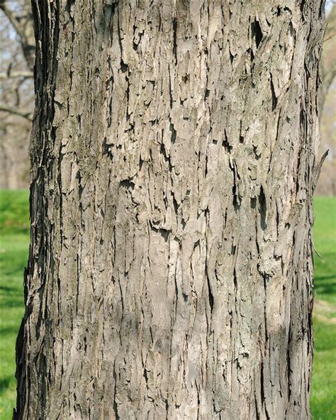 What causes a silver maple tree's bark to peel?