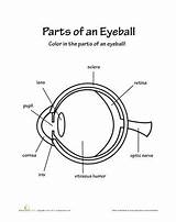 Eye Anatomy Coloring Page sketch template