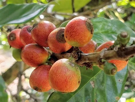 Coffea liberica Liberian Coffee 5_Seeds | Etsy