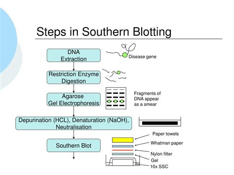 PPT - Southern Blotting PowerPoint Presentation, free download - ID:4321035