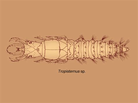 Личинка Tropisternus sp. (Hydrophilidae) - from CD-ROM "Beetle Larvae of the World"