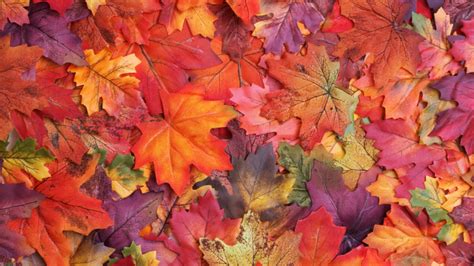 Why do Leaves Change Color in the Fall?