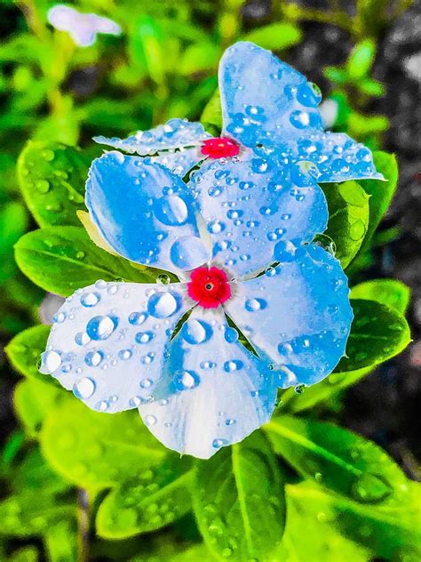 Flower with rain drops Photograph by Carmen Clark - Fine Art America