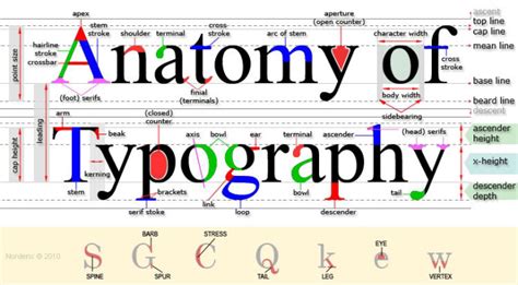 Font Anatomy - Anatomical Charts & Posters