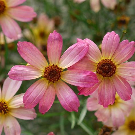 Shades of Rose Coreopsis Tickseed Perennial Plant - Quart Pot - Walmart ...