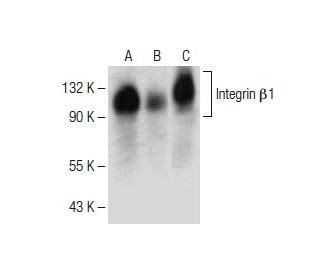 Integrin β1/ITGB1 Antibody (A-4) | Santa Cruz Animal Health