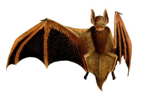 Bat Vintage Art Free Stock Photo - Public Domain Pictures