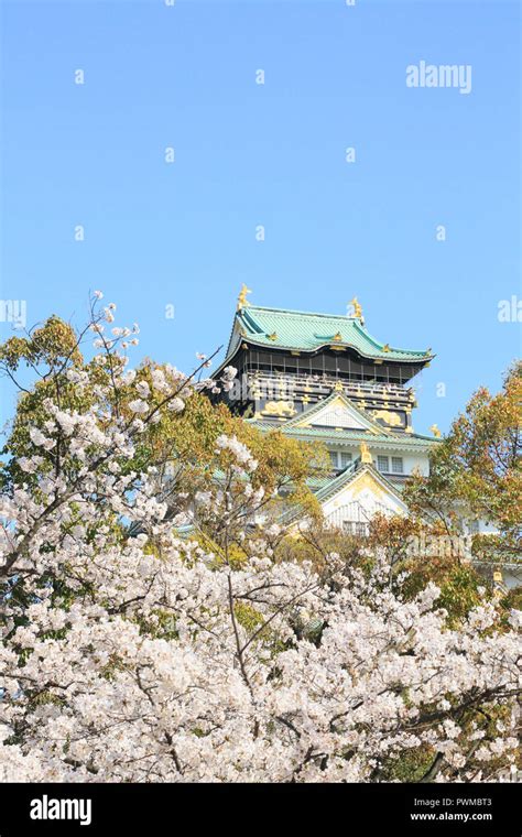 Osaka Castle and cherry blossoms Stock Photo - Alamy