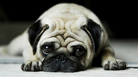 Pug Wallpapers | HD Wallpapers | ID #9017