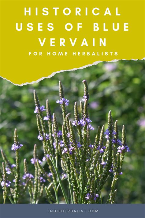 Blue vervain uses for home herbalists | indie herbalist