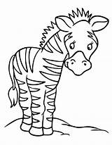 Printable Zebra Coloring Pages  Fun And Educational Activity For Kids sketch template