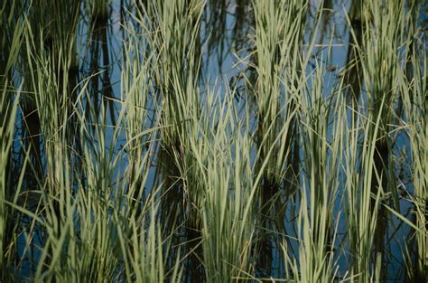 Grasses vs Sedges, What’s the Difference? – Basically Botany