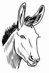 Burro Esel Asino Colorat Magari Pintar Burros Coloriage Planse Disegno  sketch template