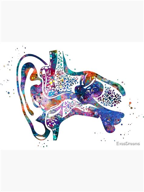 "Ear Canal Anatomy Cross Section" Poster for Sale by EvasDreams | Redbubble