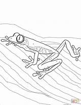 Red Eyed Tree Frog coloring Page  Free Printable Coloring Pages sketch template